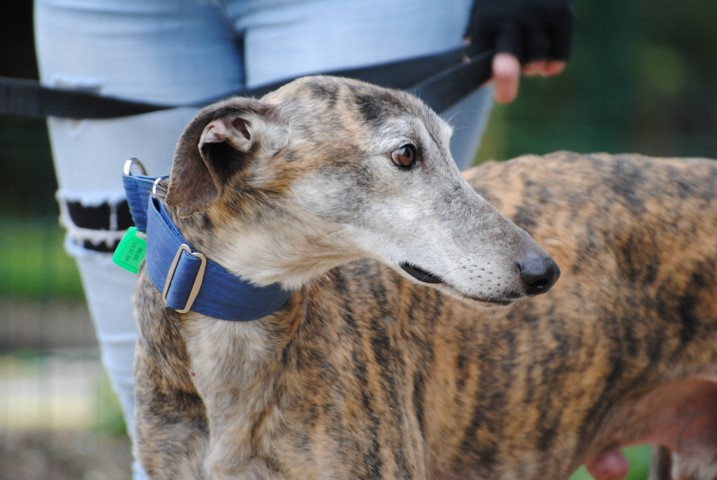 Bob(M) Adopté