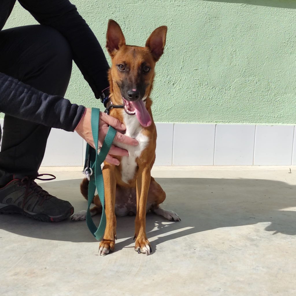 CUCA (F) / X-pod/ Abyda / Adoptée