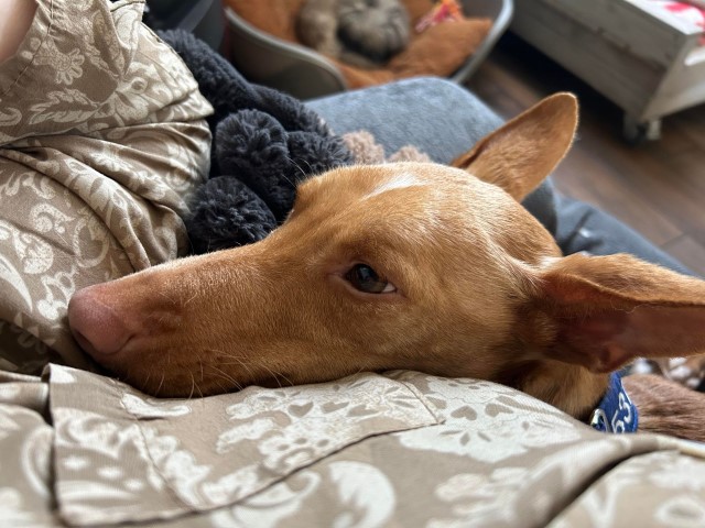 Doddy (M) / Pod/ Adopté