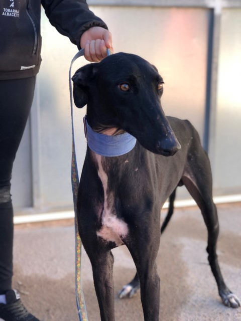 Marley (M) Tobarra Adopté