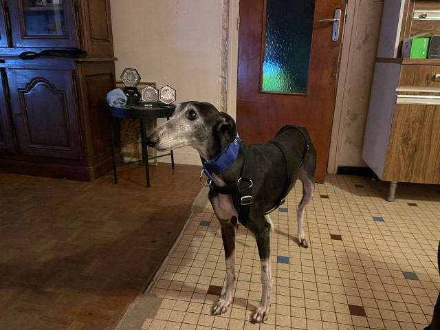 Sally (F) Adoptée