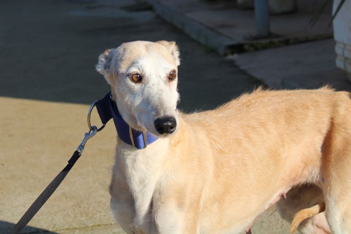 Abueli (F) Senior / FBM Adoptée