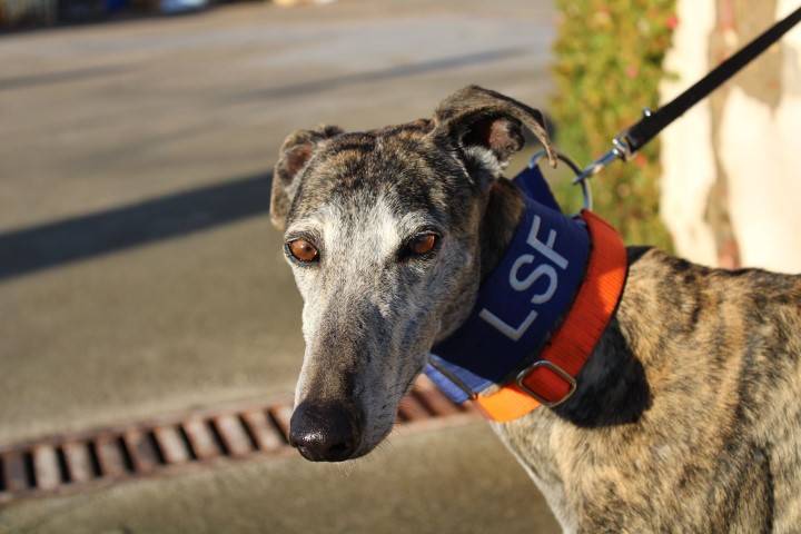 Alma (F) / FBM Adoptée