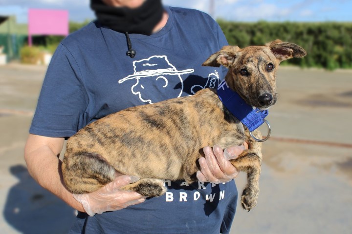 Clémente (M) Chiot  / FBM Adopté