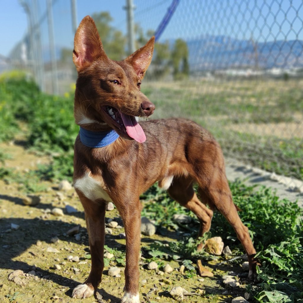 GROGU (M) / Pod /Adopté