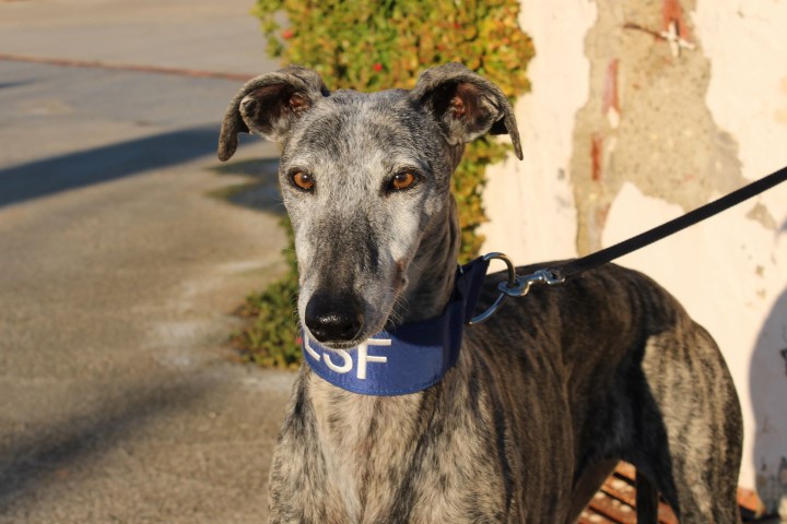 Irina( F) / FBM Adoptée
