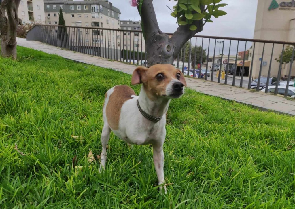 MAIZ (M) / Pod / Abyda Adopté