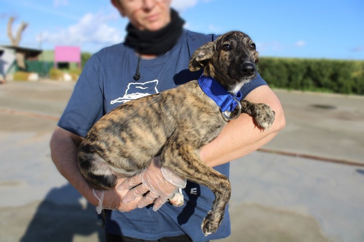 Manu (M) Chiot 4 mois / FBM Adopté
