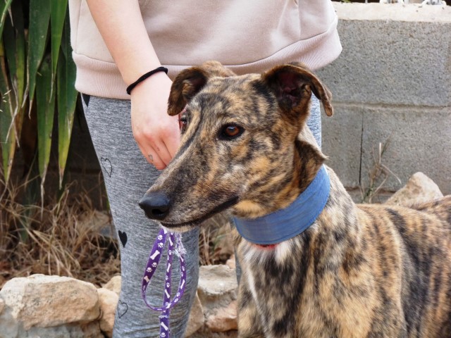 Renzo (M) / Tobarra Adopté