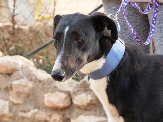 Sasuke (M) / Adopté
