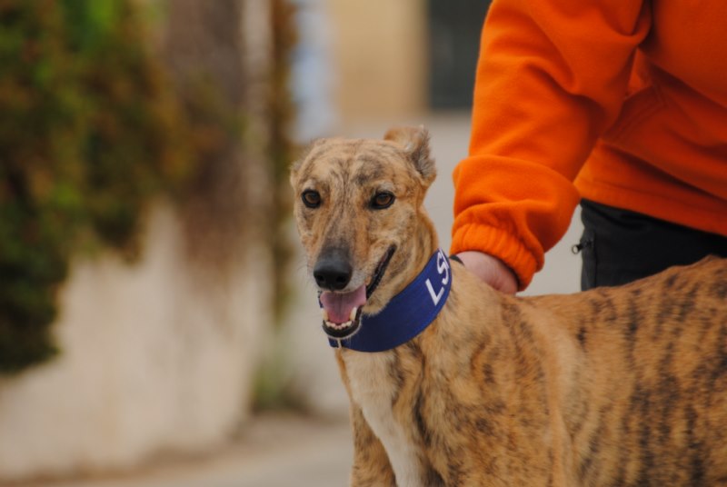 Bernardo (M) / FBM Adopté