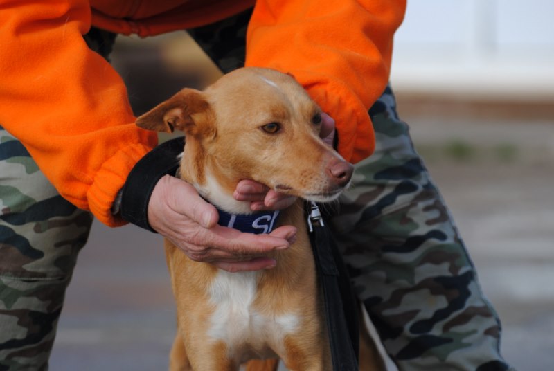 Chili (M) Pod / FBM Adopté