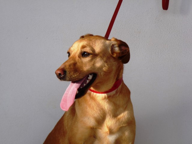 Era (F) Pod / Tobarra Adoptée