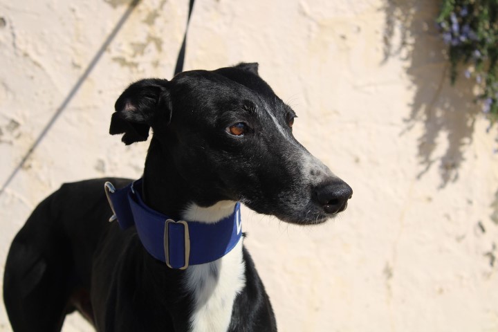 Floki (M) / FBM Adopté