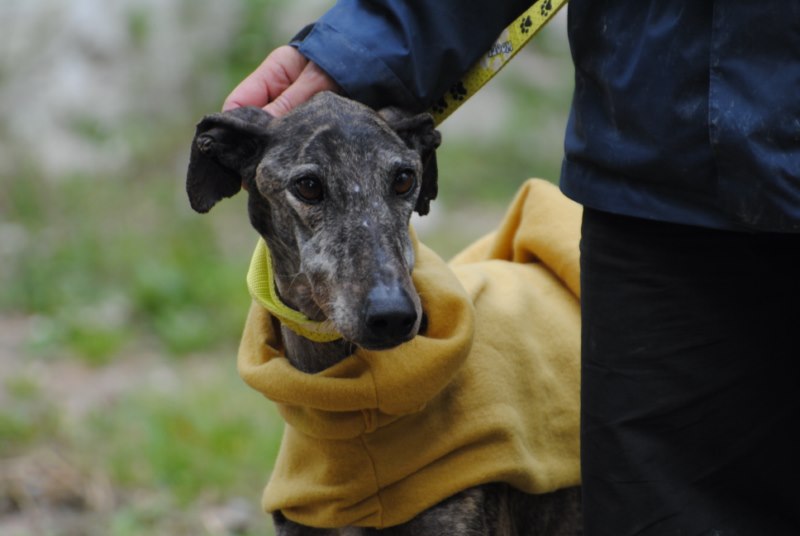 Jack (M) Ecija Adopté