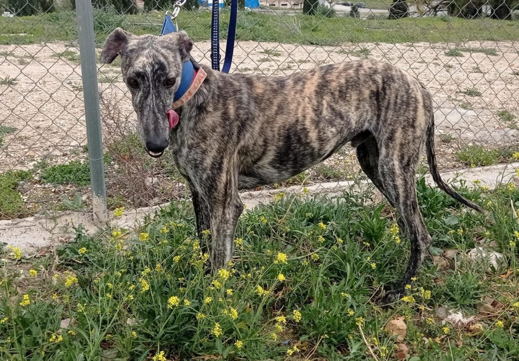 KALEB (M) / Abyda Adopté