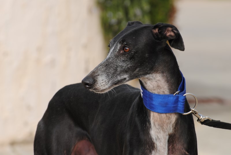 Livia (F) / Déjà en accueil en France dépt 60 Adoptée