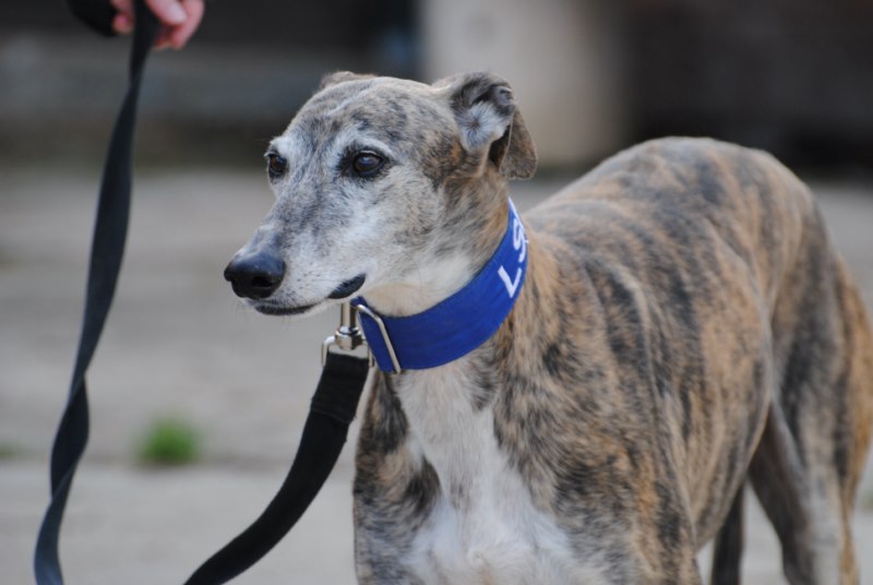 Ray (M) /  FBM Adopté