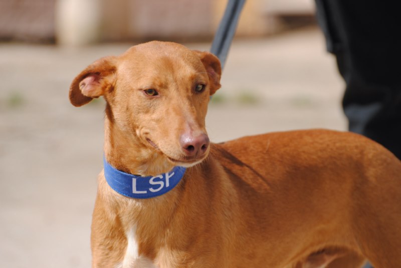 Samuele (M) Pod / FBM Adopté