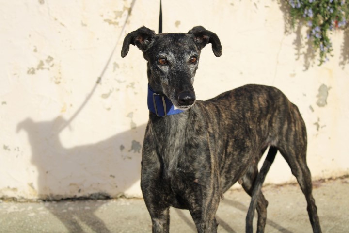 Thea (F)/ FBM Adoptée