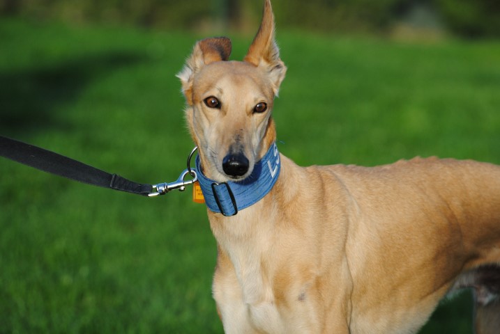 Tobias (M) / Adopté