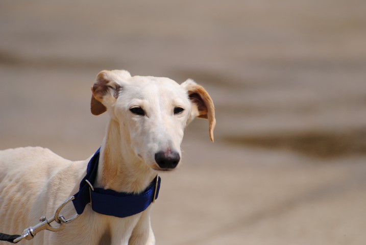 Adrian (M) / FBM Adopté