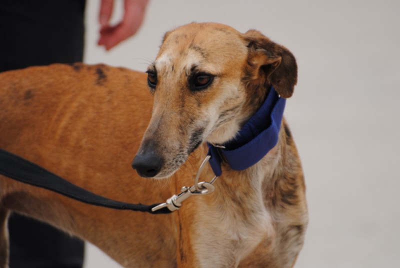 Amina (F) / FBM Adoptée