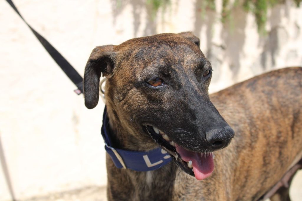 Amy (F) / FBM Adoptée