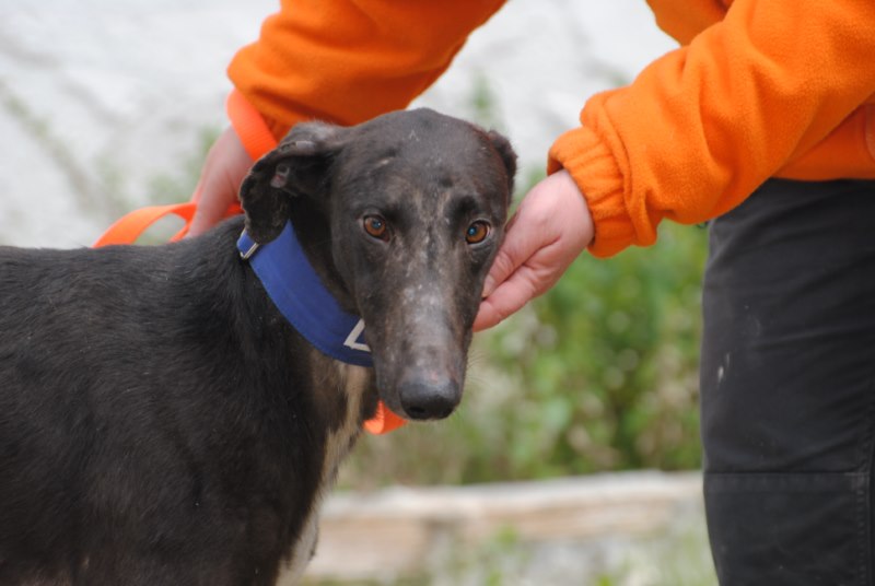 Blacky (M) / Ecija Adopté