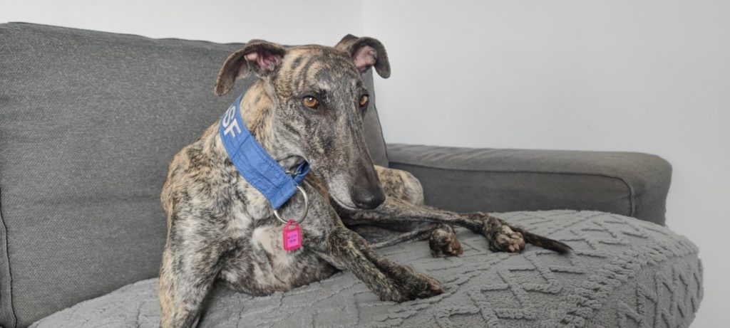 Carolina (F) Adoptée