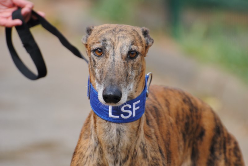 Daltarin (M) / FBM Adopté