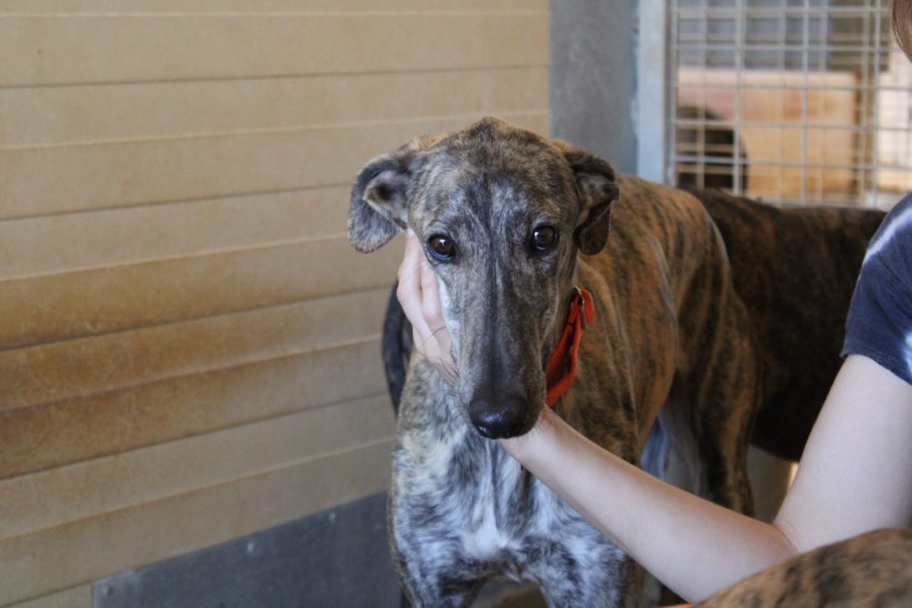 Elmo (M) / FBM Adopté