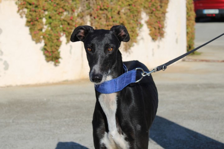 India (F)/ FBM Adoptée
