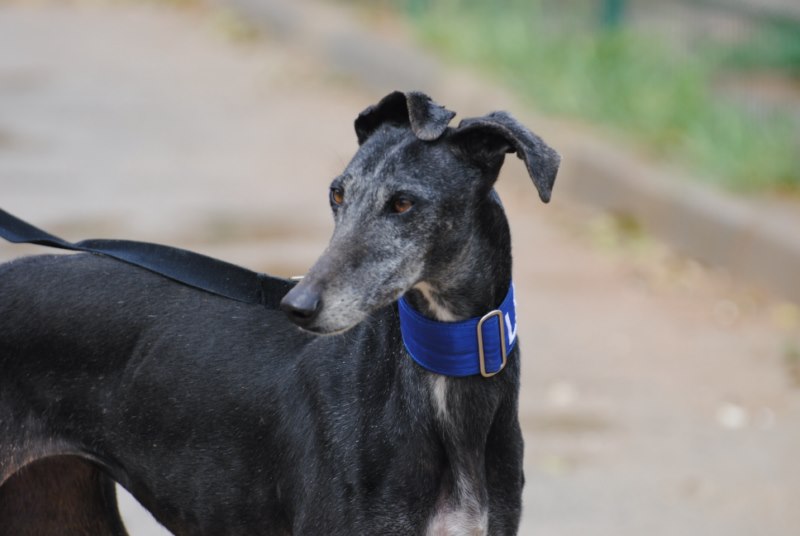 Jimena (F) / FBM Adoptée