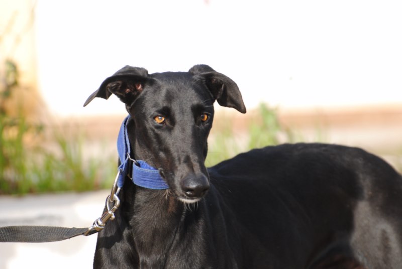 Laureano (M) / FBM Adopté