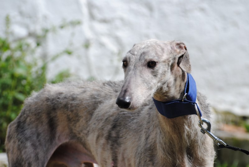 Luis (M)/ Ecija Adopté
