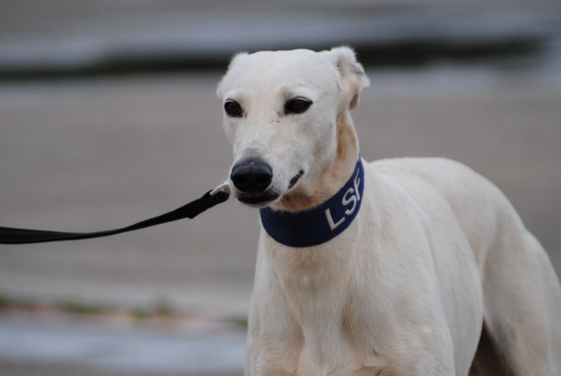Milano (M) / FBM Adoptée