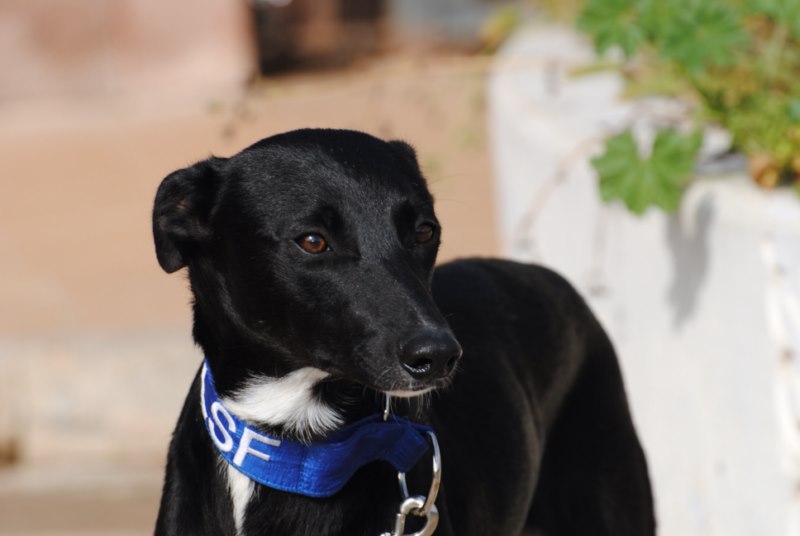 Negrita (F)/ FBM Adoptée