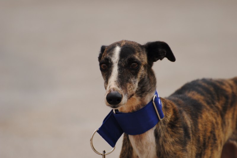 Nelly (F) / FBM Adoptée