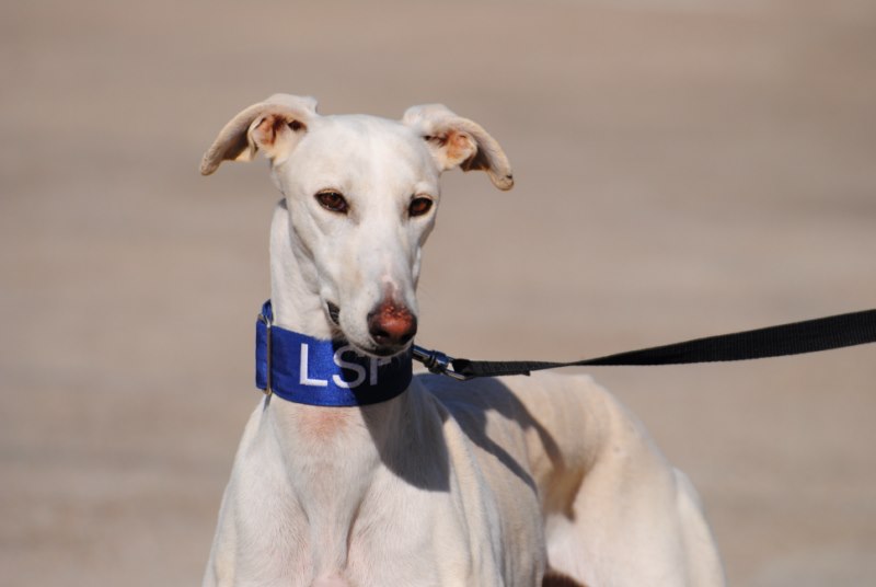 Santana (F) / FBM Adoptée