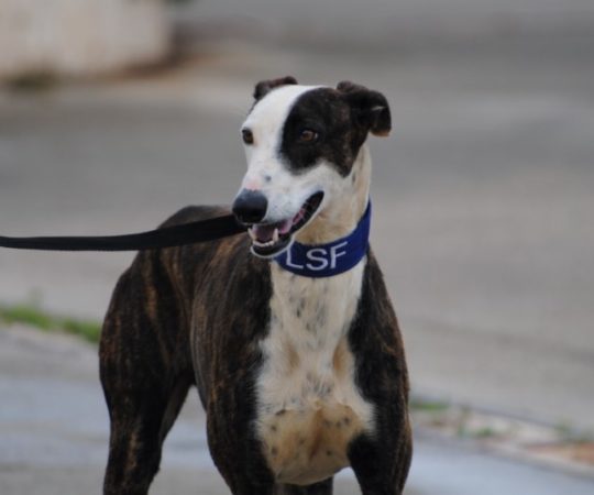 Ziggy (M) / Déjà en France en accueil dans le 36