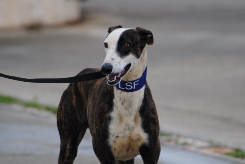Ziggy (M) / Déjà en France en accueil dans le 36