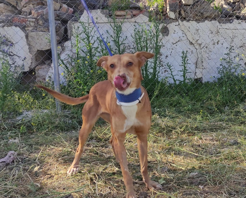 CANDEL (F) / Podenca / Abyda