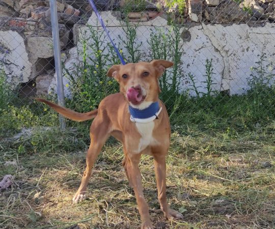 CANDEL (F) / Podenca / Abyda