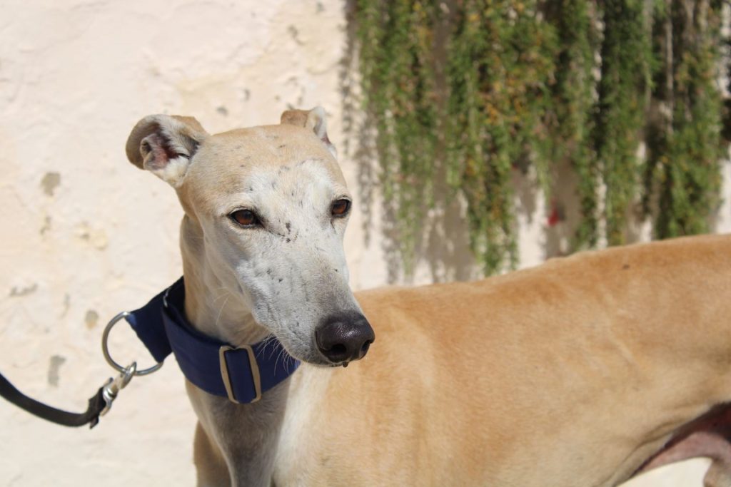 Chester (M)/ FBM Adopté
