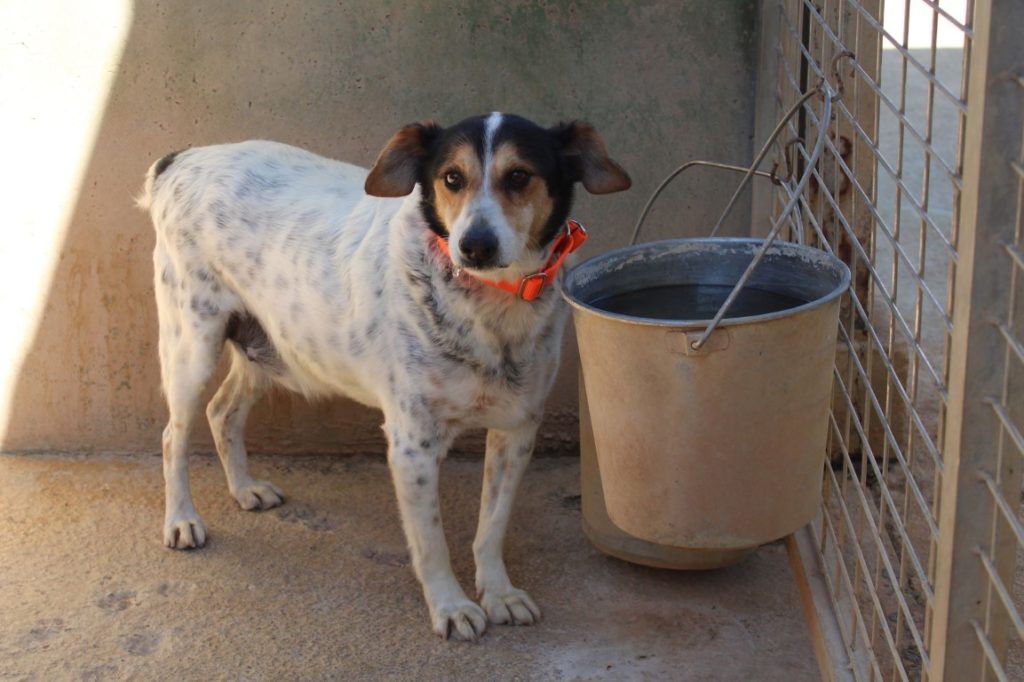 Cristopher (M) / Bodeguero/ FBM Adopté