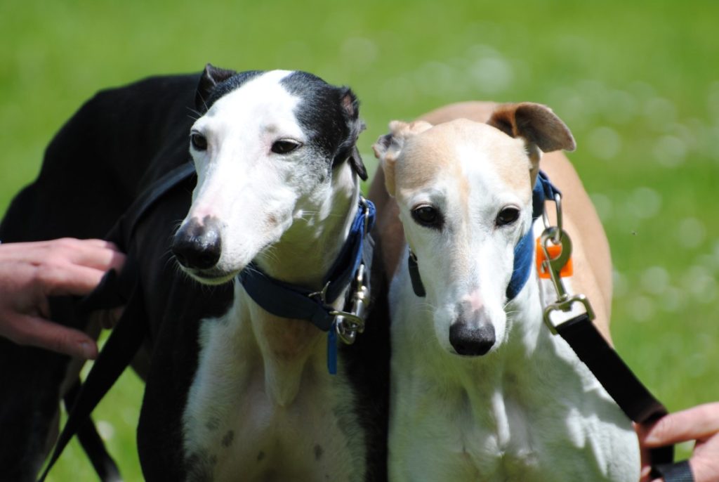 Capricha et Iris ( senior)/ F/  Adoptées