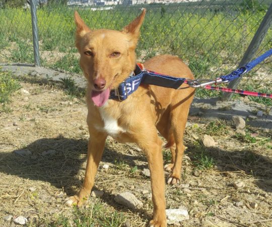 Nely (F) Pod / Depuis 3 ans au refuge d’Abyda Adoptée