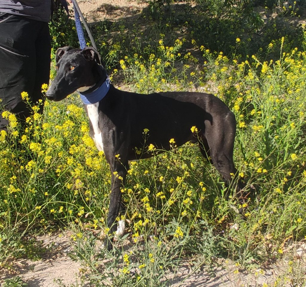PATRICIO (M) / Abyda Adopté