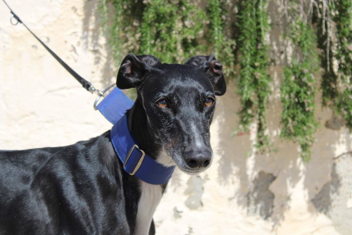 Peca (F)/ FBM Adoptée